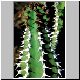 Euphorbia_sp_aff_fractiflexa_FarasanIsland.jpg