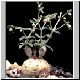 Euphorbia_sp_aff_longetuberculosa_Lavranos23439.jpg