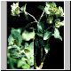 Euphorbia_sp_aff_lupulina_Arjantin.jpg