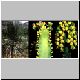 Euphorbia_sp_aff_parciramulosa_JabalSharda.jpg