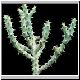 Euphorbia_sp_lavranos23431.jpg