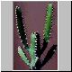 Euphorbia_sp_nov_Lavranos20440.jpg