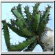 Euphorbia_squarrosa1.jpg