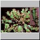 Euphorbia_squarrosa.jpg