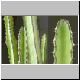 Euphorbia_stapfii.jpg