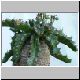 Euphorbia_stellata.jpg