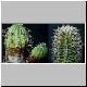 Euphorbia_stellispina.jpg