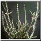 Euphorbia_subscandens1.jpg