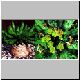 Euphorbia_supernans.jpg