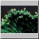 Euphorbia_trapifolia_cristat.jpg