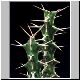 Euphorbia_turkanensis.jpg