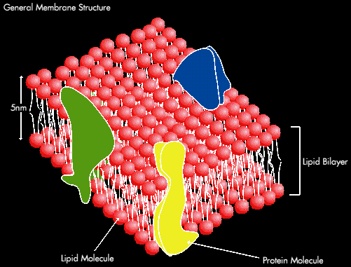 cell membrane diagram. cell Membrane Diagram