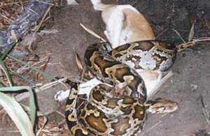 a Python having a Dog in his mouth