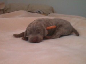 orange pup