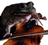 Wise Old Frog