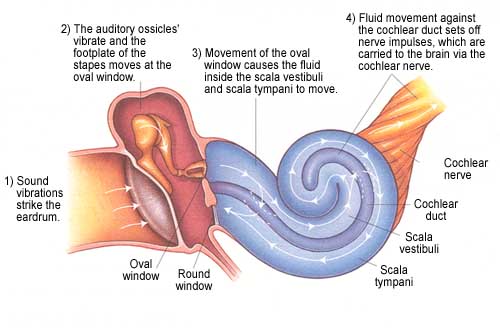 HOW THE EAR WORKS
