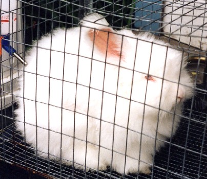 This is what we call and albino angora bunny!