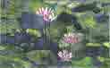 waterlilie.jpg (35653 bytes)