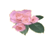 rose button