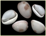 Ribbed cowrie
