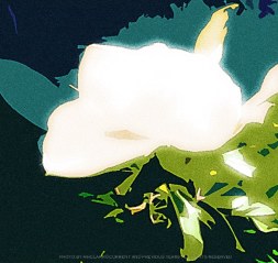 note card photo artwork set Nature Inspired  magnolia