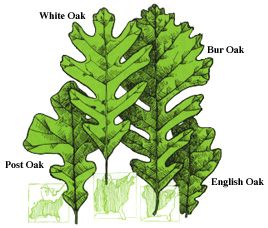 Oak Tree Identification Chart