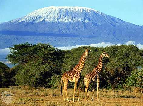 giraffes below mount kilimanjaro.jpg