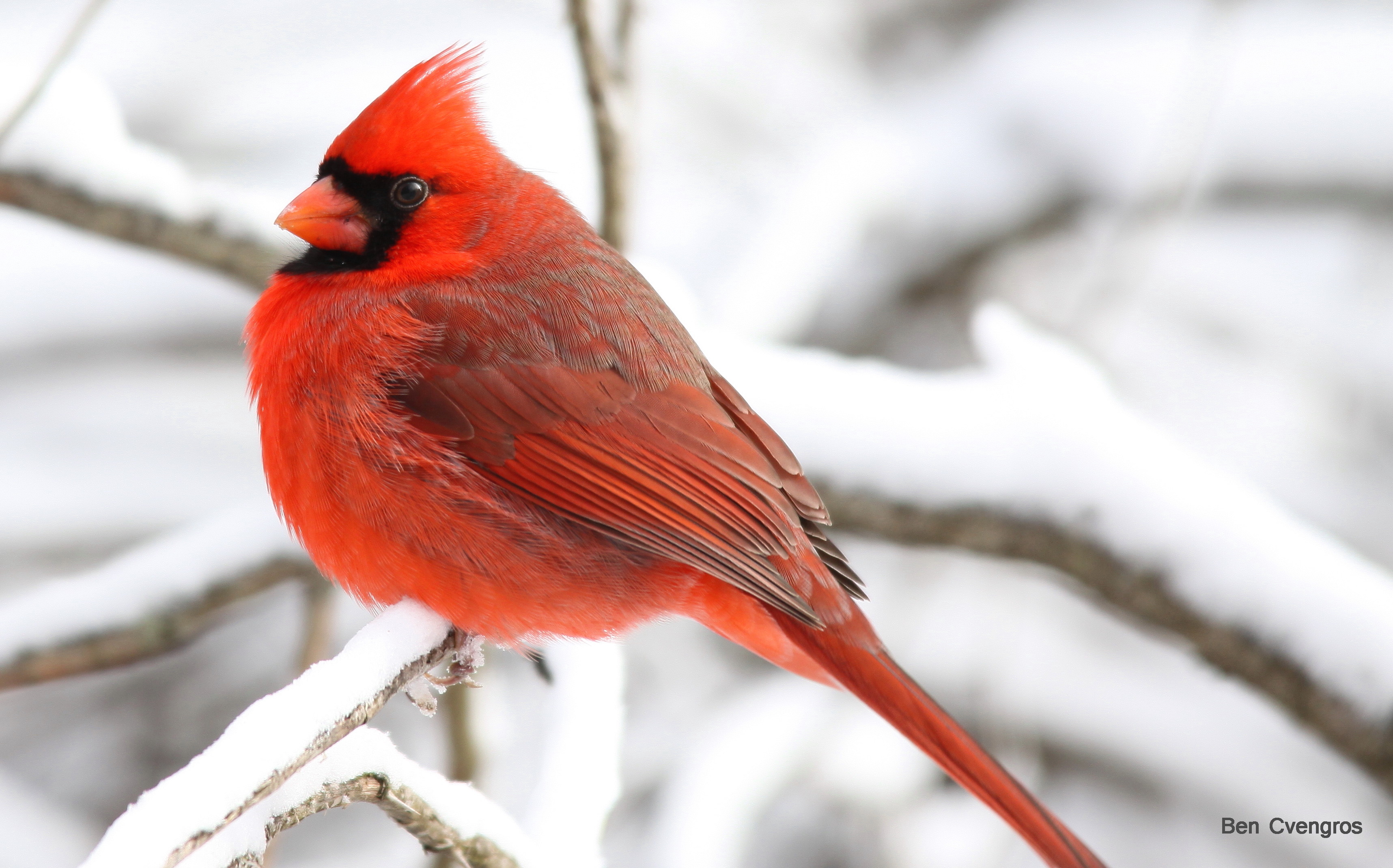  northern cardinal, indiana 