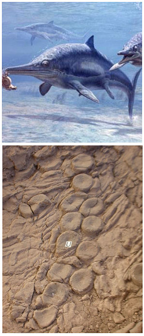  ichthyosaur veterbrae placed by an ancinet giant octopus to resemble it's sucker pattern 