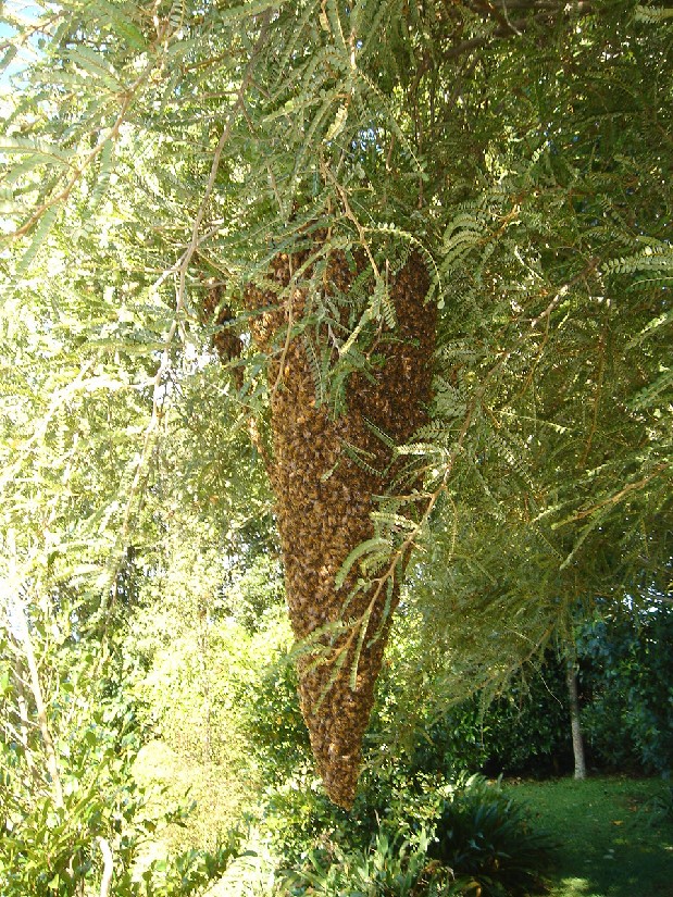  bee swarm hanging on a kowhai 