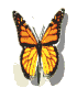 butterfly.gif (8949 bytes)