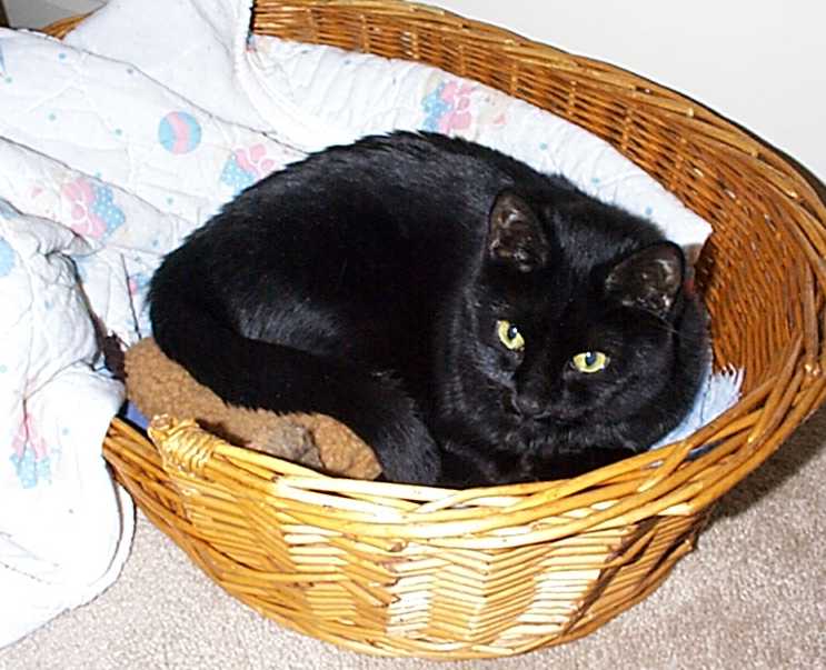 camille in basket2.jpg (55308 bytes)