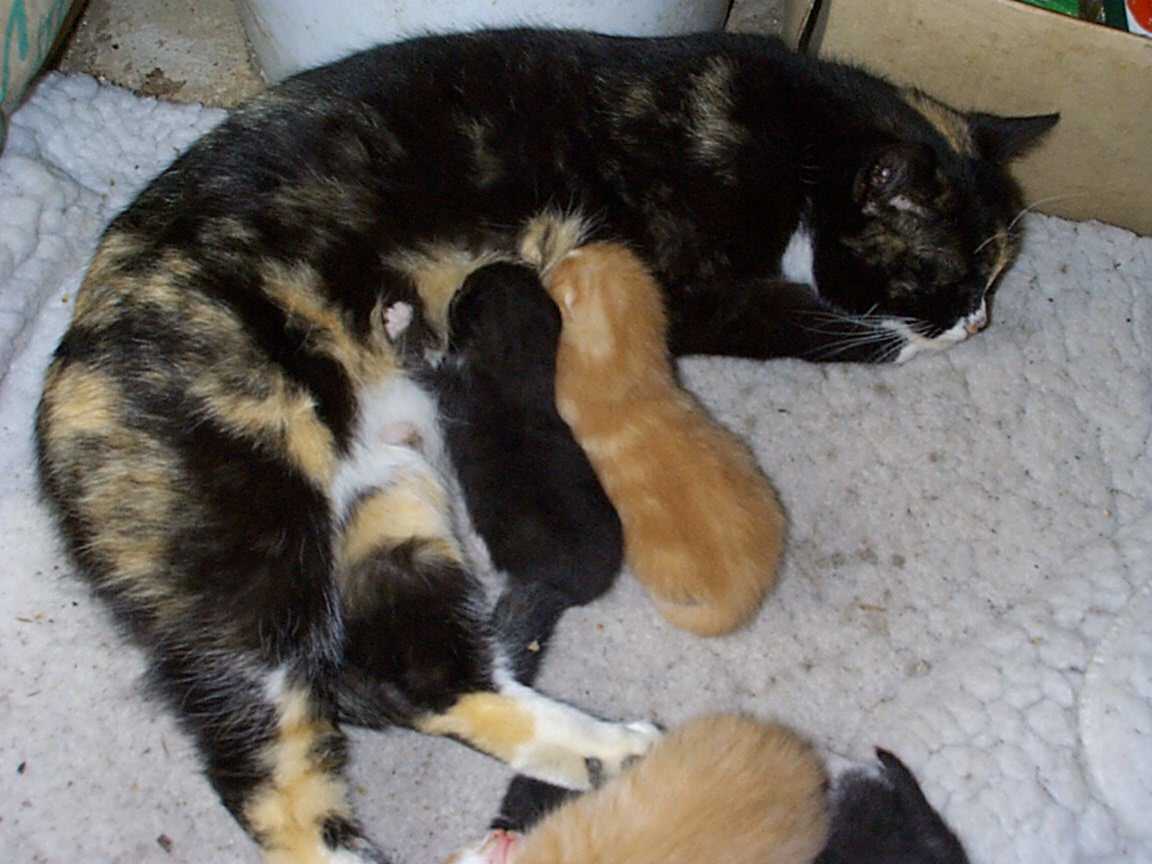 squirt and kittens2.jpg (77626 bytes)