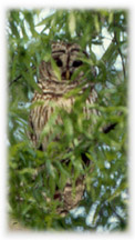 Barred Owl photo by Dorothy Metzler
