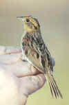 LeConte's Sparrow photo by Dorothy Metzler 03-Feb-01