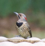 Northern Flicker photo by Peggy Harding