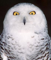 Snowy Owl (Photo by William Dow/CORBIS)