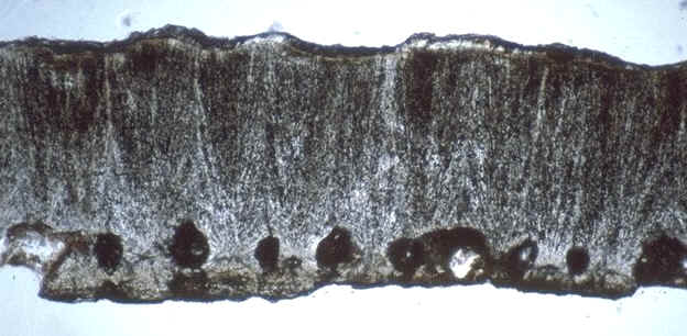 Megaoolithus coupe radiale en lumire naturelle , Montagne Sainte-Victoire , Rognacien infrieur ,auteur : Ph.Kerourio, reproduction interdite .jpg (88012 octets)