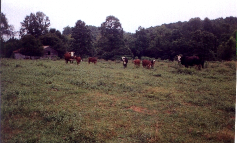 cow&calves2001.gif