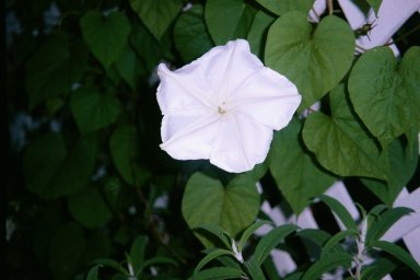 Moon Flower 6" in diameter....the open at night  :)