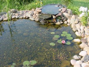 A picture of my garden pond.