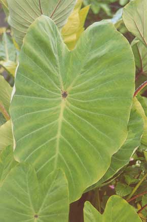 picture of taro leaf, bun long variety