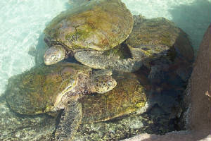 turtles1.jpg