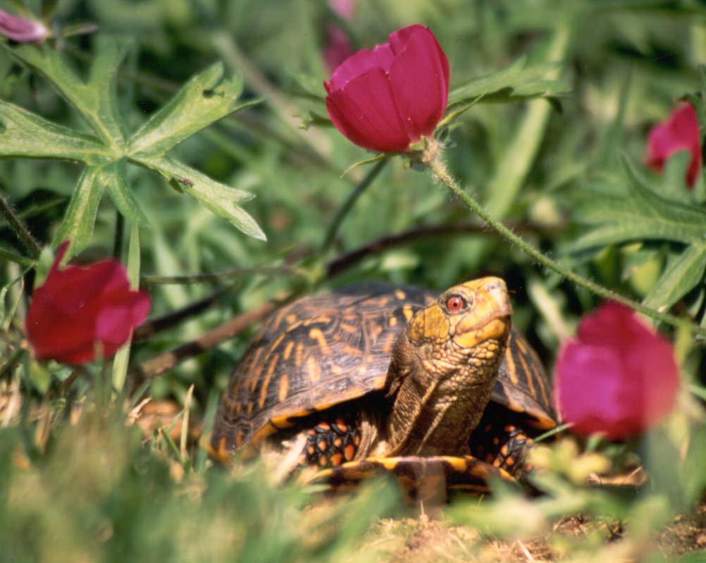 Click on photo to go to special Box Turtle site