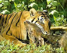 Tigers Killing Prey