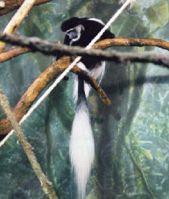 Abyssinian black-and-white colobus monkey