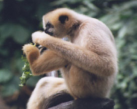 Black Gibbon (female eating)