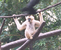 Black Gibbon (adult female)