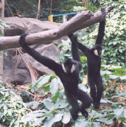 Black Gibbons (adult male and juvenile)