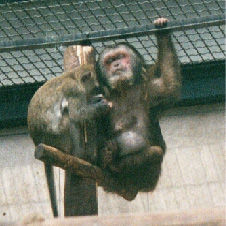 Stumptailed Macaque (being groomed by a Crab-eating Macaque)